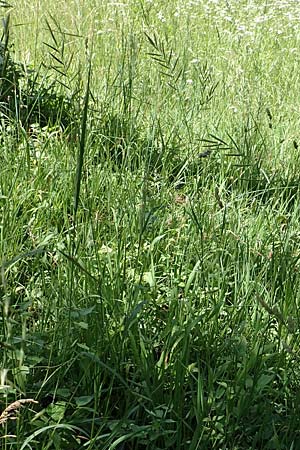 Brachypodium pinnatum \ Gefiederte Zwenke / Tor Grass, Heath False Brome, D Weinheim an der Bergstraße 3.6.2018