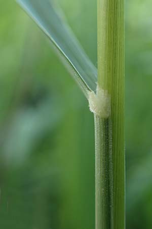 Brachypodium pinnatum \ Gefiederte Zwenke / Tor Grass, Heath False Brome, D Weinheim an der Bergstraße 3.6.2018