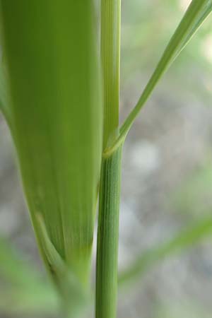 Brachypodium pinnatum \ Gefiederte Zwenke / Tor Grass, Heath False Brome, D Mannheim 9.6.2018