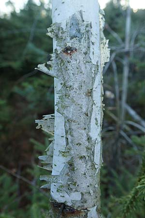 Betula pubescens \ Moor-Birke, Flaum-Birke / Downy Birch, D Odenwald, Grasellenbach 24.2.2019