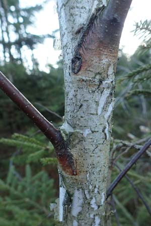 Betula pubescens \ Moor-Birke, Flaum-Birke / Downy Birch, D Odenwald, Grasellenbach 24.2.2019