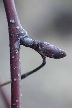 Betula pubescens \ Moor-Birke, Flaum-Birke / Downy Birch, D Odenwald, Grasellenbach 24.2.2019