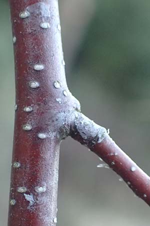 Betula pubescens \ Moor-Birke, Flaum-Birke / Downy Birch, D Odenwald, Grasellenbach 24.2.2019