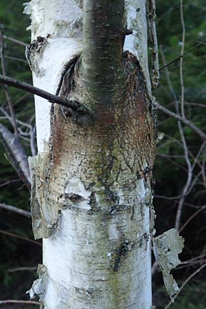 Betula pubescens \ Moor-Birke, Flaum-Birke, D Odenwald, Grasellenbach 24.2.2019