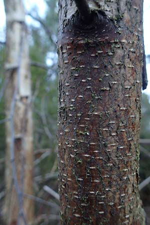 Betula pubescens / Downy Birch, D Odenwald, Grasellenbach 24.2.2019