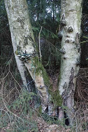 Betula pubescens \ Moor-Birke, Flaum-Birke, D Odenwald, Grasellenbach 24.2.2019