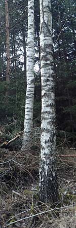 Betula pubescens \ Moor-Birke, Flaum-Birke, D Odenwald, Grasellenbach 24.2.2019