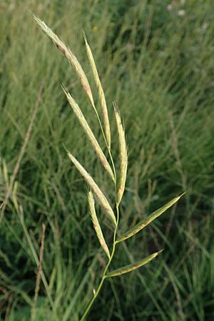 Brachypodium pinnatum \ Gefiederte Zwenke / Tor Grass, Heath False Brome, D Neuleiningen 18.7.2020