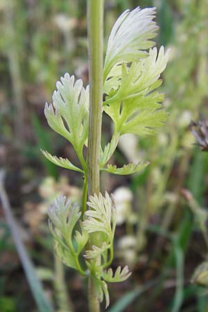 Coriandrum sativum \ Koriander / Coriander Seeds, Cilandro, D Mosbach 18.7.2015