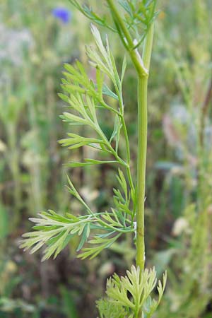 Coriandrum sativum \ Koriander / Coriander Seeds, Cilandro, D Mosbach 18.7.2015