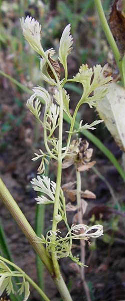 Coriandrum sativum \ Koriander, D Mosbach 18.7.2015