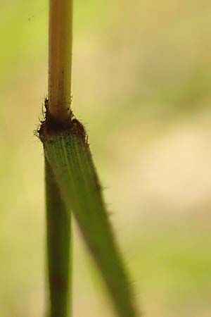 Brachypodium rupestre \ Felsen-Zwenke / Shiny Tor Grass, D Etzen-Gesäß 3.9.2015