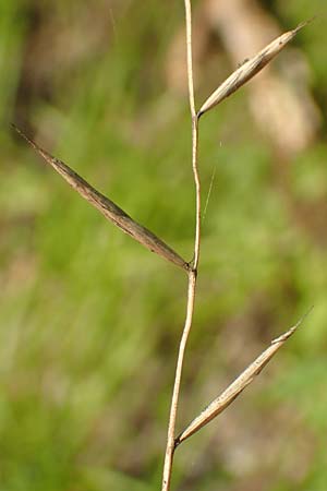 Brachypodium rupestre \ Felsen-Zwenke / Shiny Tor Grass, D Etzen-Gesäß 3.9.2015