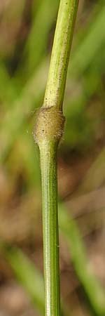 Brachypodium rupestre \ Felsen-Zwenke / Shiny Tor Grass, D Etzen-Gesäß 3.9.2015