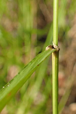 Brachypodium rupestre \ Felsen-Zwenke / Shiny Tor Grass, D Etzen-Gesäß 3.9.2015