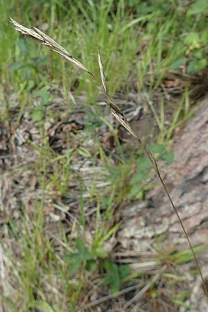 Brachypodium rupestre \ Felsen-Zwenke / Shiny Tor Grass, D Etzen-Gesäß 3.9.2015