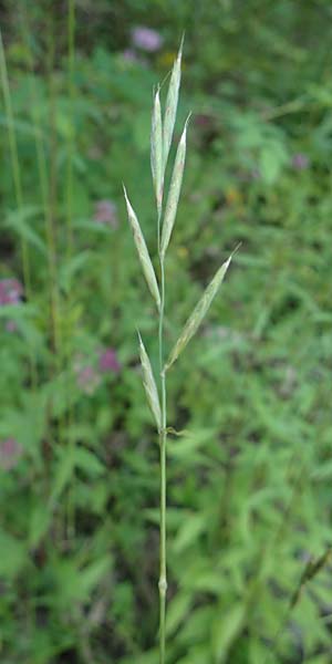 Brachypodium rupestre \ Felsen-Zwenke / Shiny Tor Grass, D Etzen-Gesäß 16.7.2016