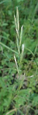 Brachypodium rupestre \ Felsen-Zwenke / Shiny Tor Grass, D Etzen-Gesäß 16.7.2016