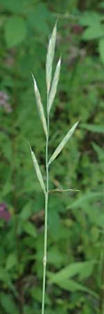 Brachypodium rupestre \ Felsen-Zwenke / Shiny Tor Grass, D Etzen-Gesäß 16.7.2016