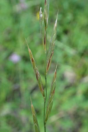 Brachypodium rupestre \ Felsen-Zwenke / Shiny Tor Grass, D Etzen-Gesäß 16.7.2016