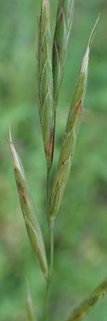 Brachypodium rupestre \ Felsen-Zwenke / Shiny Tor Grass, D Etzen-Gesäß 16.7.2016