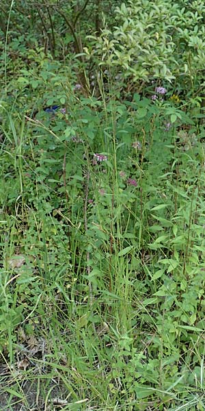 Brachypodium rupestre \ Felsen-Zwenke / Shiny Tor Grass, D Etzen-Gesäß 16.7.2016