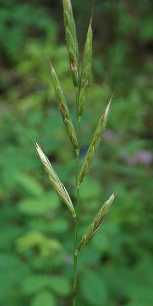 Brachypodium rupestre \ Felsen-Zwenke / Shiny Tor Grass, D Etzen-Gesäß 16.7.2016