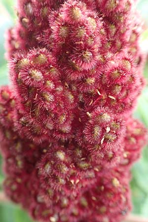 Rhus typhina / Stag's-Horn Sumach, D Erlenbach am Main 16.7.2016