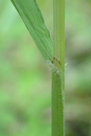 Brachypodium rupestre \ Felsen-Zwenke / Shiny Tor Grass, D Etzen-Gesäß 16.7.2016