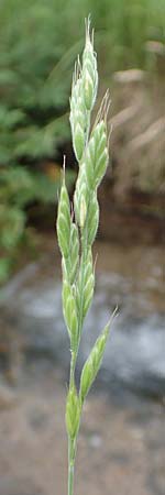 Bromus hordeaceus agg. / Soft Brome, D Odenwald, Affolterbach 16.6.2017