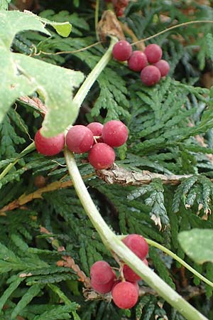 Bryonia dioica \ Rotfrchtige Zaunrbe, D Ludwigshafen 29.8.2018