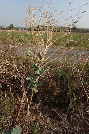 Brassica oleracea subsp. acephala / Cale, D Hattersheim-Eddersheim 5.9.2018