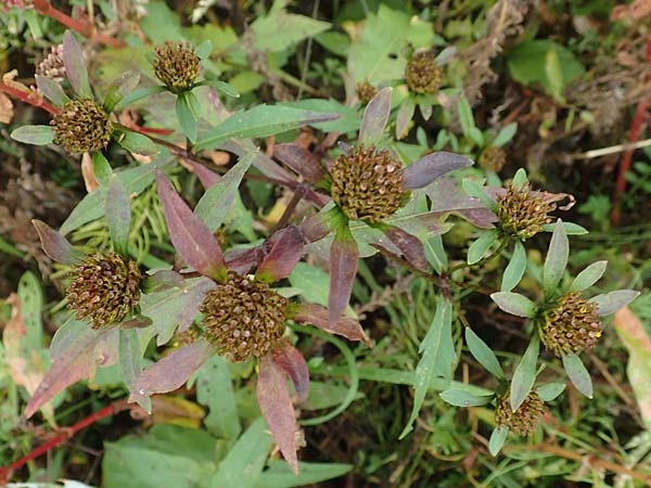 Bidens tripartita \ Dreiteiliger Zweizahn / Trifid Beggartick, D Köln-Langel 22.10.2018