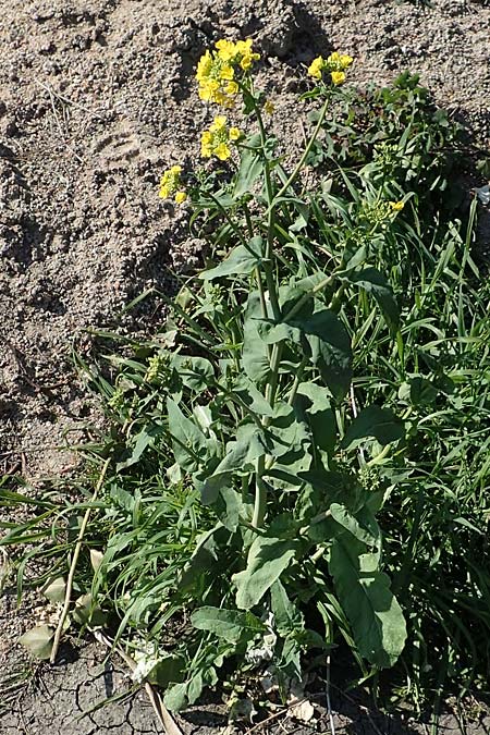 Brassica napus \ Raps / Oilseed Rape, Rapeseed, D Weinheim an der Bergstraße 31.3.2020