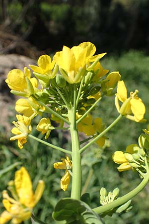 Brassica napus \ Raps / Oilseed Rape, Rapeseed, D Weinheim an der Bergstraße 31.3.2020