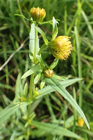 Bidens radiata \ Strahliger Zweizahn / Beggartick, D Kaiserslautern 19.8.2020