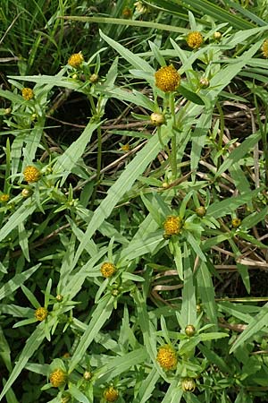 Bidens radiata / Beggartick, D Kaiserslautern 19.8.2020