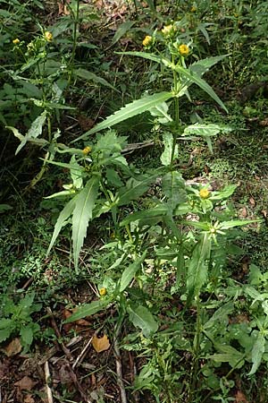 Bidens radiata / Beggartick, D Kaiserslautern 19.8.2020