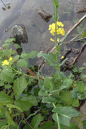 Brassica rapa \ Stoppelrbe, Rbsen / Field Mustard, D Mannheim 13.5.2021