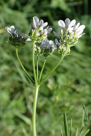 Bifora radians \ Strahlen-Hohlsame, Stink-Koriander / Wild Bishop, D Neuleiningen 13.6.2021