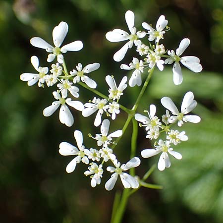 Bifora radians \ Strahlen-Hohlsame, Stink-Koriander, D Grünstadt-Asselheim 16.6.2021