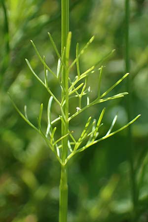 Bifora radians \ Strahlen-Hohlsame, Stink-Koriander / Wild Bishop, D Grünstadt-Asselheim 16.6.2021