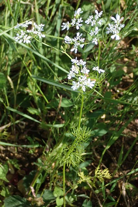 Bifora radians \ Strahlen-Hohlsame, Stink-Koriander / Wild Bishop, D Grünstadt-Asselheim 16.6.2021