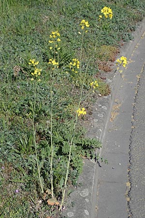 Brassica rapa \ Stoppelrbe, Rbsen / Field Mustard, D Mannheim 18.4.2022