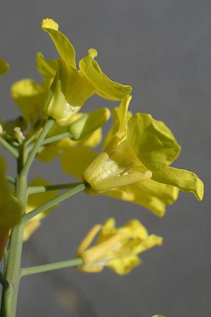 Brassica rapa \ Stoppelrbe, Rbsen / Field Mustard, D Mannheim 18.4.2022