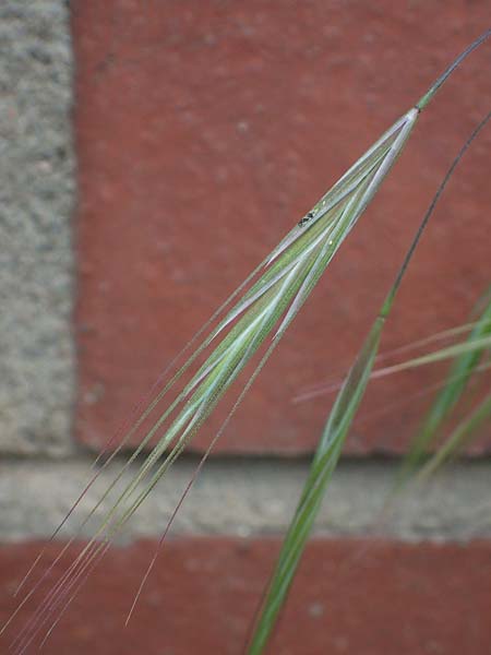 Bromus diandrus \ Grohrige Trespe, D Mannheim 24.4.2022