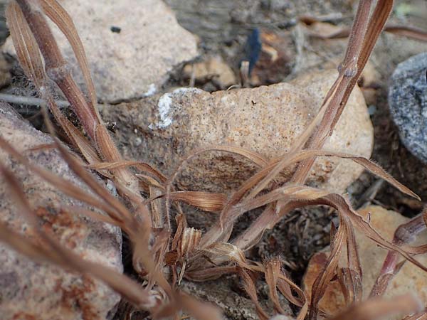 Bromus diandrus \ Grohrige Trespe / Great Brome, D Mannheim 24.4.2022