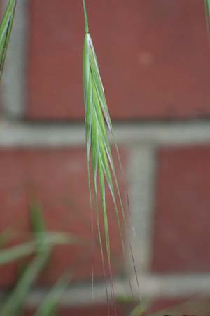 Bromus diandrus \ Grohrige Trespe / Great Brome, D Mannheim 24.4.2022