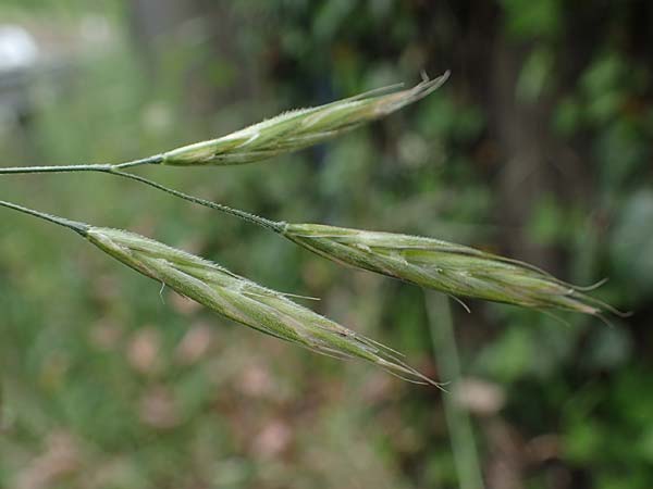 Bromus riparius \ Ufer-Trespe, D Ettlingen 27.5.2022