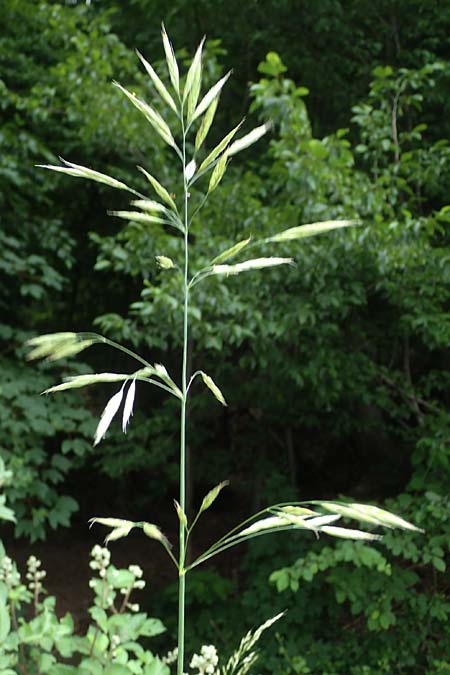 Bromus riparius, Ufer-Trespe